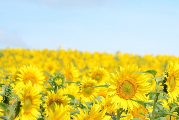 Sunflower Field Sunflower Field