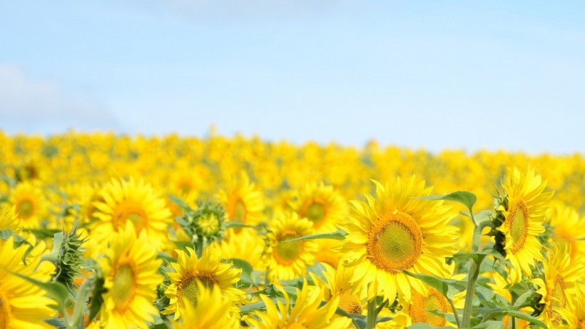 Sunflower Field