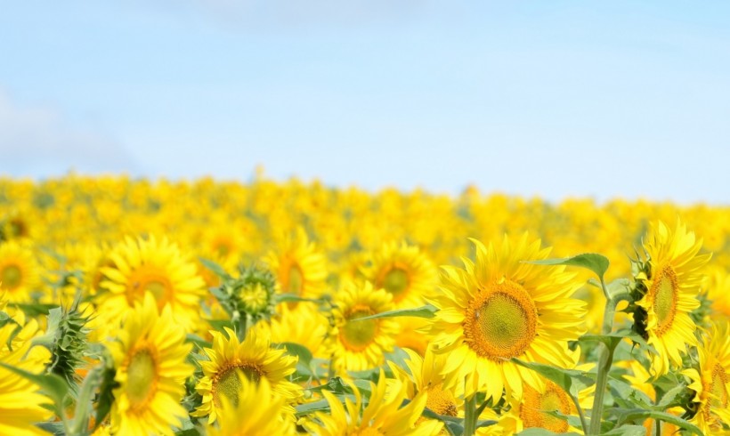 Sunflower Field