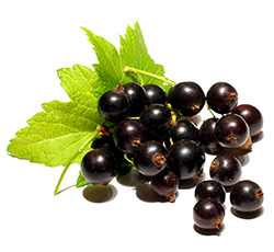 Currant