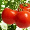 Ripe Tomatoes