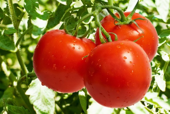 Ripe Tomatoes Ripe Tomatoes