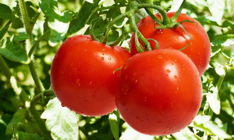Ripe Tomatoes