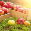 Fruit Picking Season is Coming!