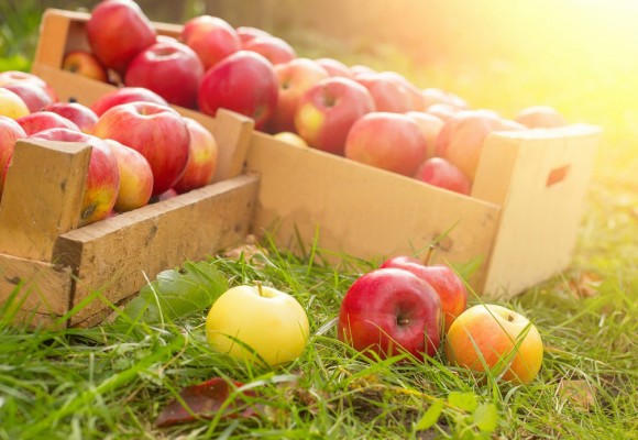Fruit Picking Season is Coming!