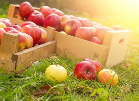 Fruit Picking Season is Coming!