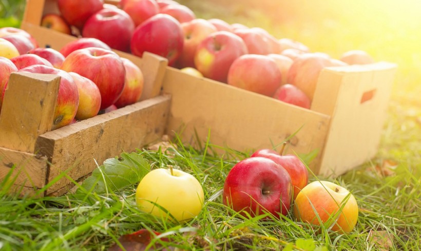 Fruit Picking Season is Coming!