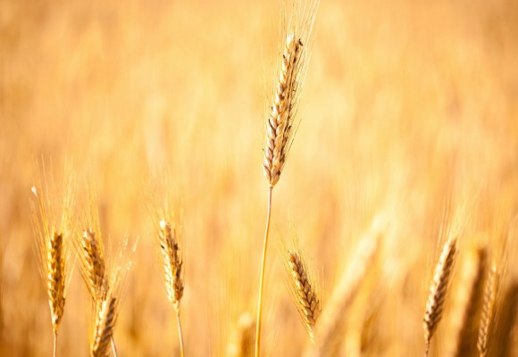 High Quality Seeds