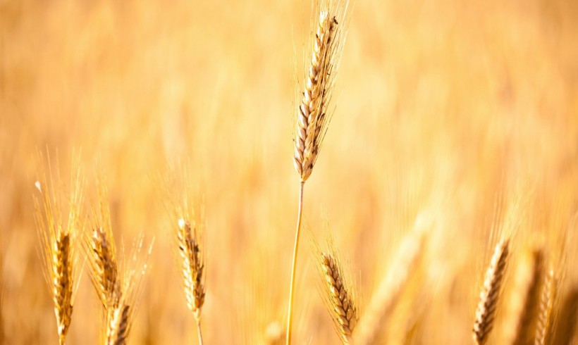 High Quality Seeds