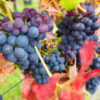 The Best Flavored Grapes