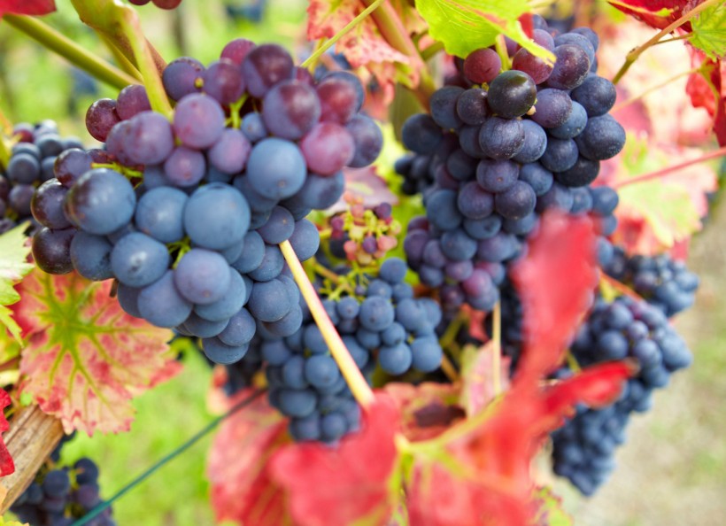 The Best Flavored Grapes