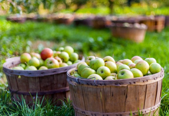 Imported Fruit and Vegetables