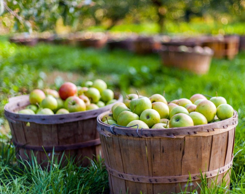 Imported Fruit and Vegetables