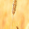 Selection and Bio Research