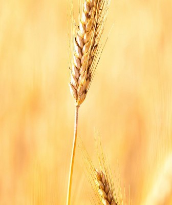 Selection and Bio Research