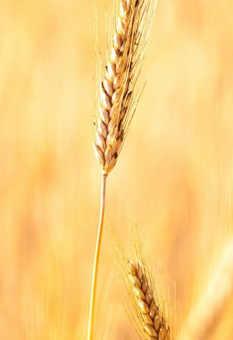 Selection and Bio Research