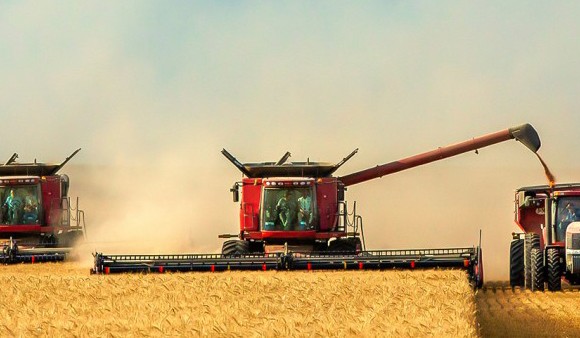 GMO-Free Wheat Breeds