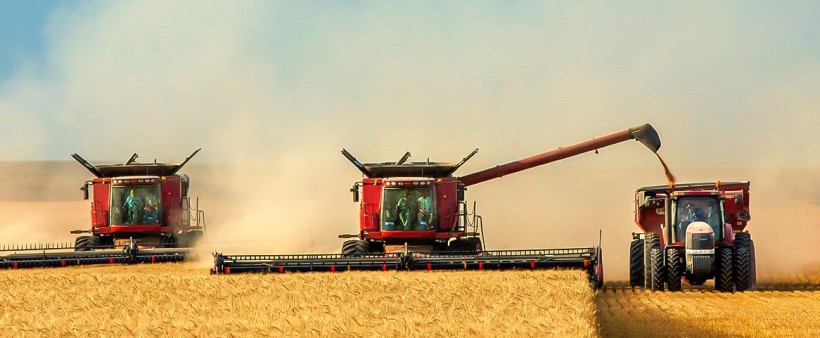 GMO-Free Wheat Breeds