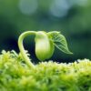 Fresh Sprouts