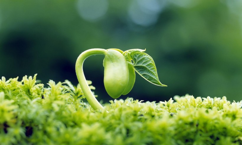 Fresh Sprouts