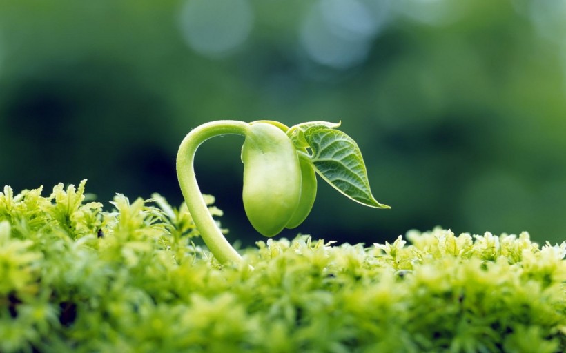 Fresh Sprouts
